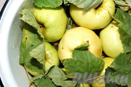 Листья черной смородины и вишни вымыть и переложить ими яблоки в кастрюле.